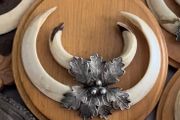 Vintage Wild Boar Tusk Trophy on Wooden Plaque Germany 1950s