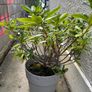 Rhododendron and pot Image 2