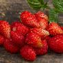 Wild strawberry plants 4-pack available in October 2024 Image 6