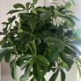 plant Image 4