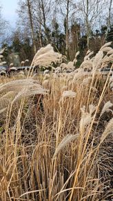 Large Selection of Grass Plants