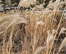 Large Selection of Grass Plants