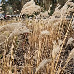 Large Selection of Grass Plants