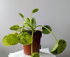 Pillea Peperomioides Plant