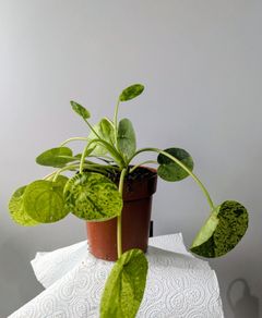 Pillea Peperomioides Plant