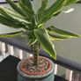 Dracaena Image 3