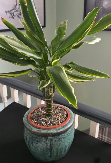 Dracaena
