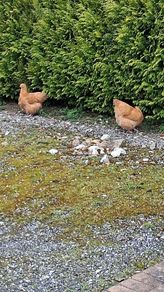 buff orpington hatching eggs