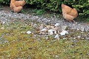 buff orpington hatching eggs