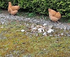 buff orpington hatching eggs