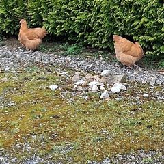 buff orpington hatching eggs