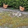 buff orpington hatching eggs Image 2