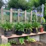 Agapanthus Image 2