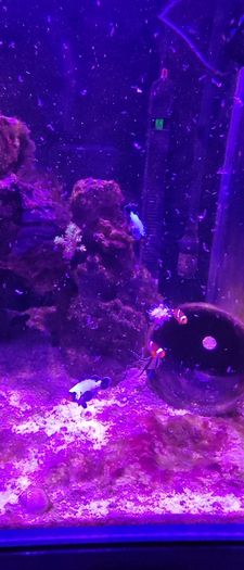 marine livestock