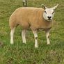 Pedigree Beltex Hogget ewes Image 5