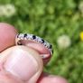 Brand New 9ct White Gold Sapphire & Diamond Eternity Ring Image 5