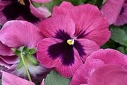 Pink Pansy seeds