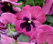 Pink Pansy seeds