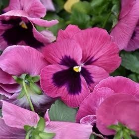Pink Pansy seeds
