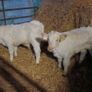 Pbr ch bulls Image 2