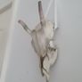 Deer Skull Image 3