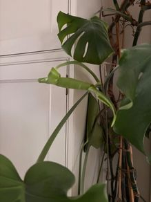 Monstera House plant