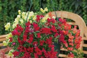 (S) Snapdragon Candy Showers Wine seeds (10s) (414925)