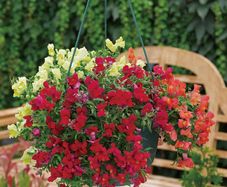 (S) Snapdragon Candy Showers Wine seeds (10s) (414925)