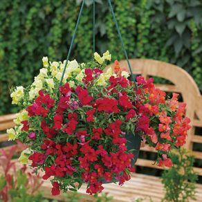 (S) Snapdragon Candy Showers Wine seeds (10s) (414925)