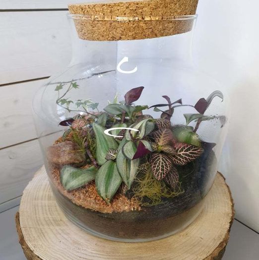 Terrarium 24x25cm
