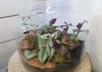 Terrarium 24x25cm