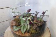 Terrarium 24x25cm