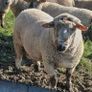 Cross bred hogget rams for sale Image 6