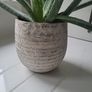 Aloe Vera planter Image 2