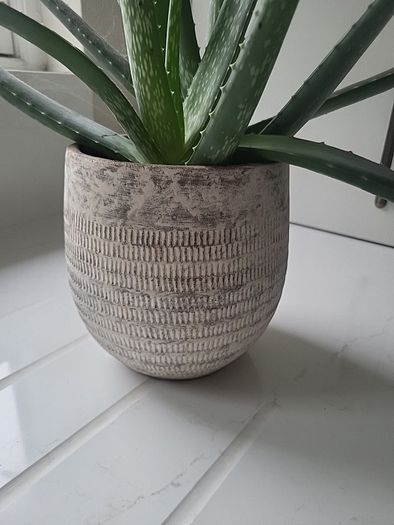 Aloe Vera planter