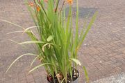 Monpretia plants.