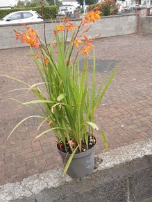 Monpretia plant