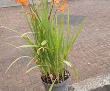 Monpretia plant