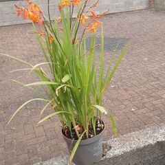 Monpretia plant
