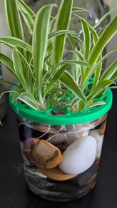 plant