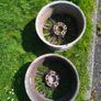 BMW Alloys x 2 Image 2