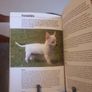Chihuahua: Dog Breed Expert Series (Hardcover Image 6