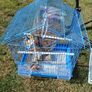 bird cages Image 4