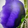 Jean Picton - Signed Original Poppy Painting - Large Tall Canvas Image 7