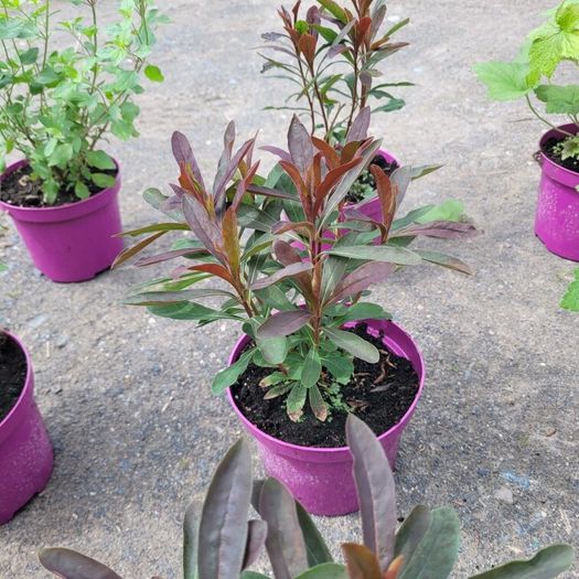 clearence of 50 flowering shrubs/plants.