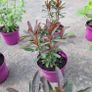 clearence of 50 flowering shrubs/plants. Image 6