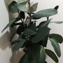 rubber plant Image 2