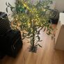 Olive tree with lights Image 3