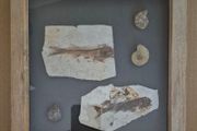 Fossilized prehistoric fish and ammonites. In display frame.