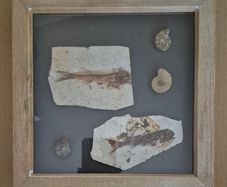 Fossilized prehistoric fish and ammonites. In display frame.